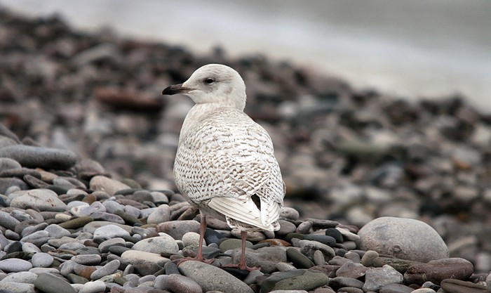 Iceland GUll