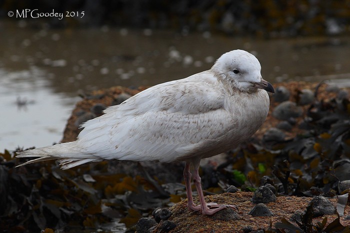 Iceland Gull