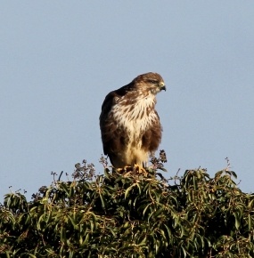 Buzzard