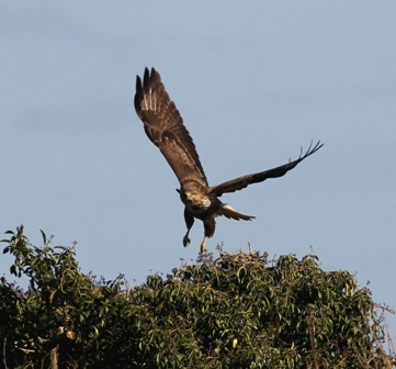 Buzzard