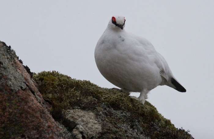 Ptarmigan 