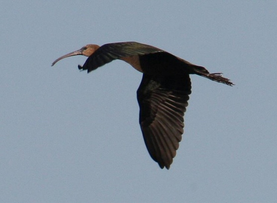 Glossy Ibis