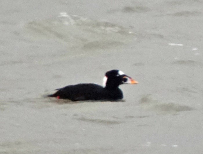 Surf Scoter