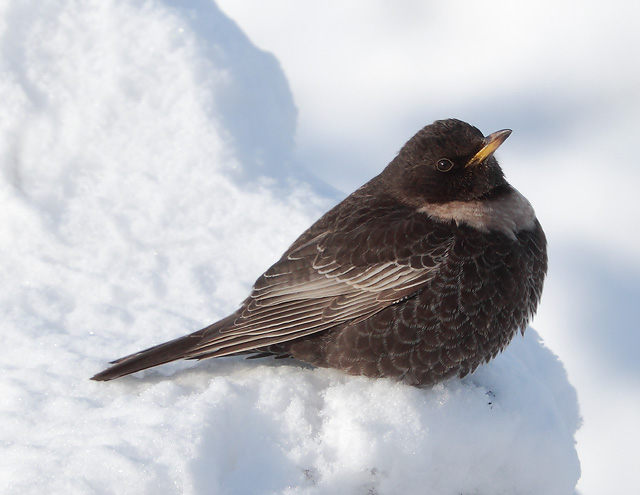 Ring Ouzel