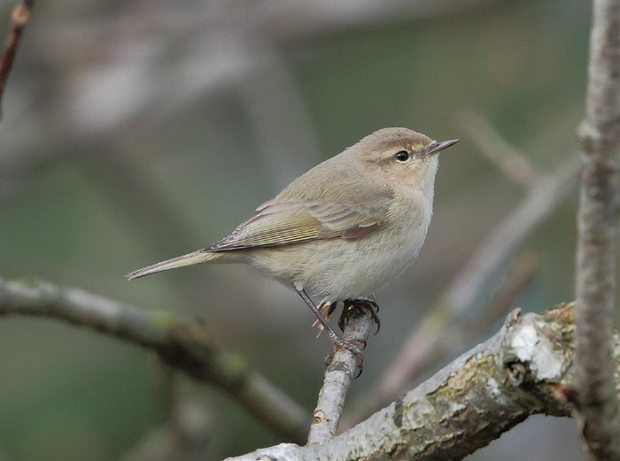 Siberian Chiffchaff