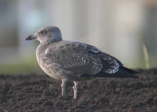 Azorean Yellow-legged Gull