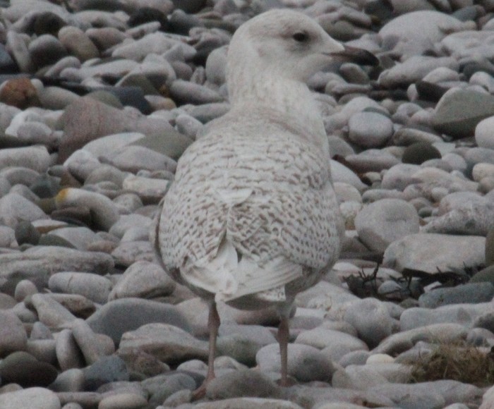 Iceland Gull