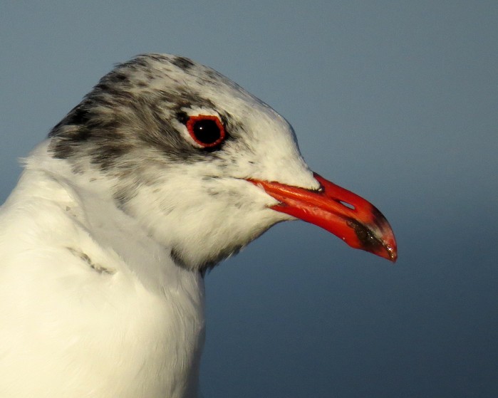 Mediterranean Gull