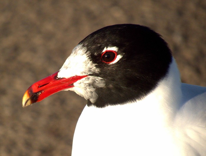 Mediterranean Gull
