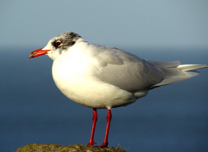Mediterranean Gull