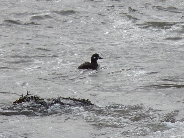 Harlequin Duck