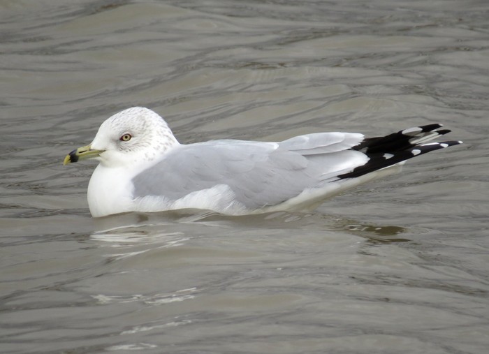 Ring-billed Gull