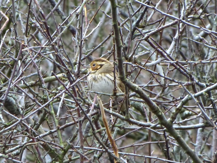 Little Bunting