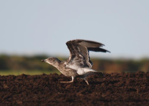 Azorean Yellow-legged Gull