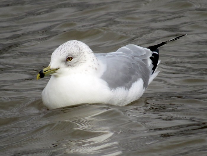 Ring-billed Gull