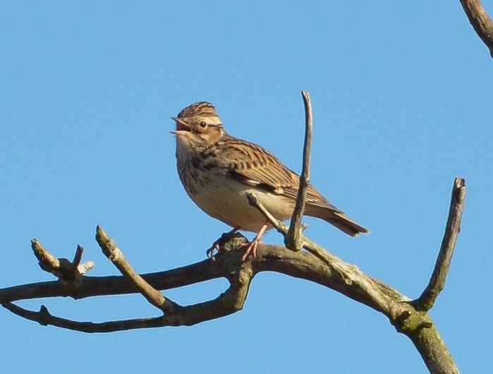 Woodlark