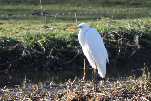 Great White Egret