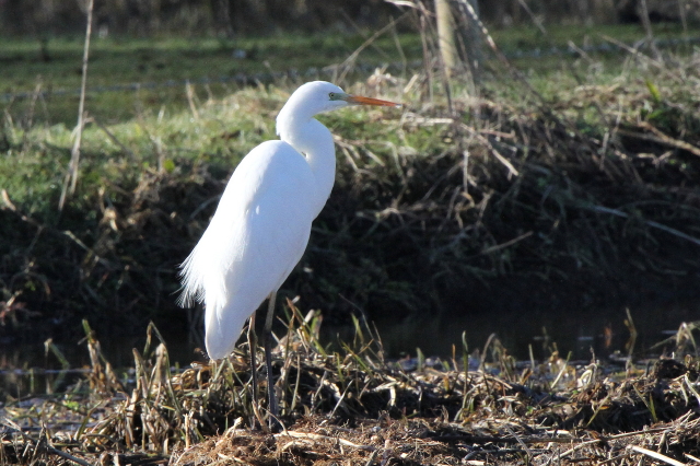 Great White Egret