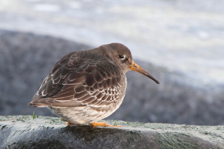 Purple Sandpiper