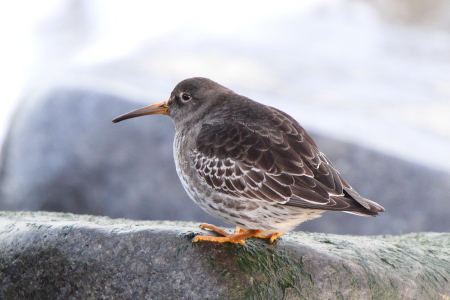 Purple Sandpiper