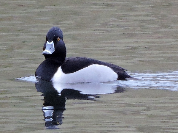 Ring-necked Duck