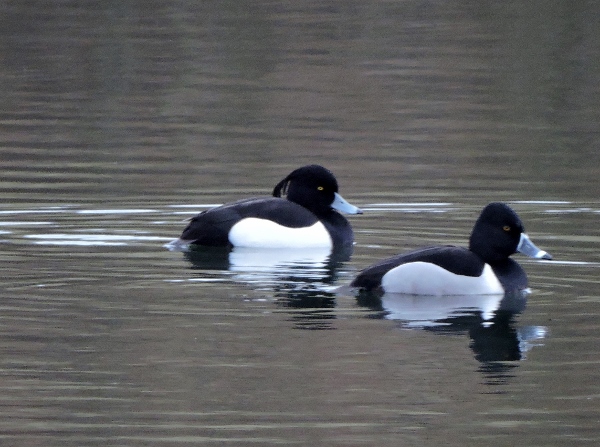 Ring-necked Duck