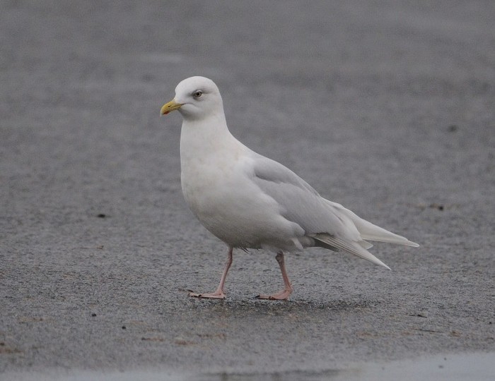 Iceland Gull
