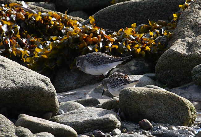 White-rumped Sandpiper