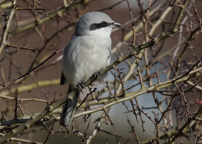 Great Grey Shrike