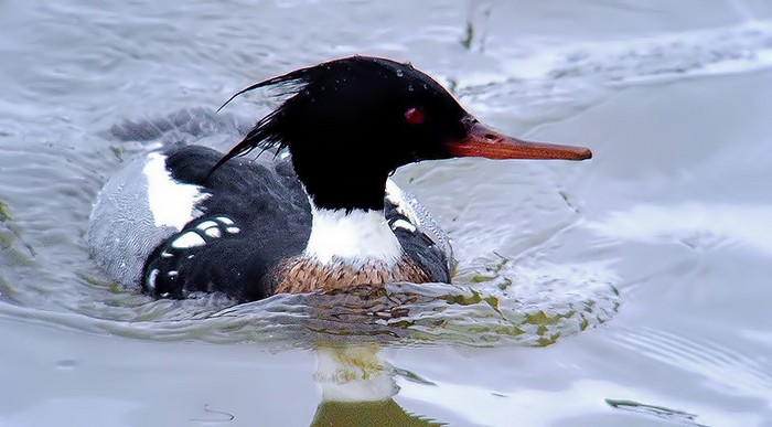 Red-breasted Merganser