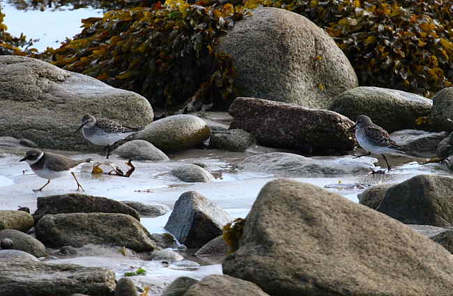 White-rumped Sandpiper