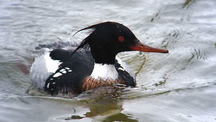 Red-breasted Merganser
