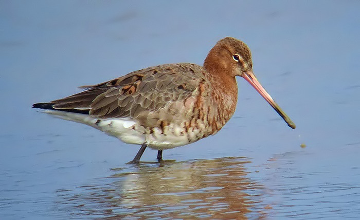 Black-tailed Godwit