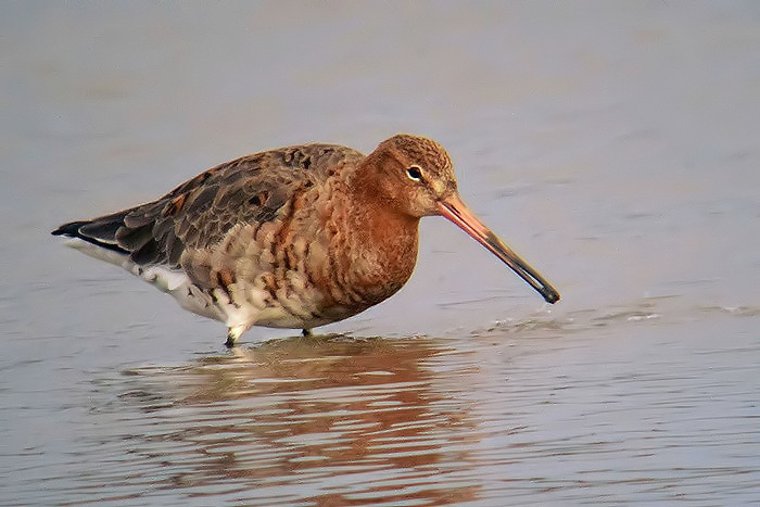 Black-tailed Godwit
