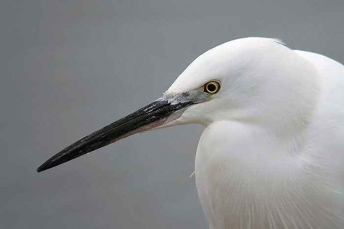 Little Egret