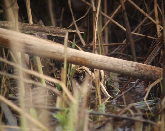 Jack Snipe