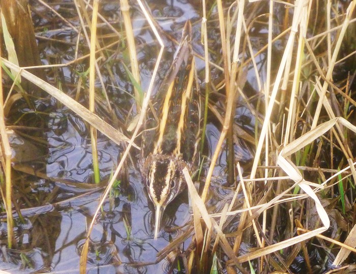 Jack Snipe