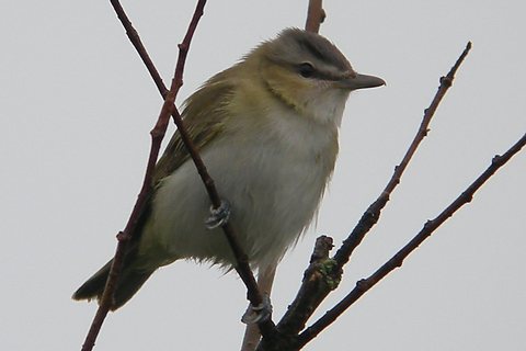 Red-eyed Vireo