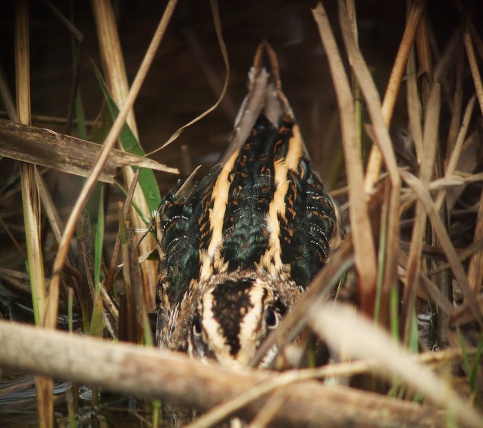 Jack Snipe