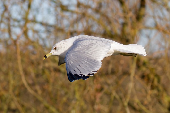 Ring-billed Gull