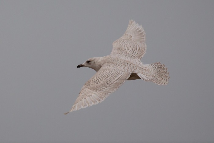 Iceland Gull