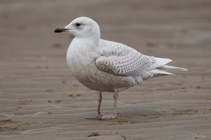 Iceland Gull