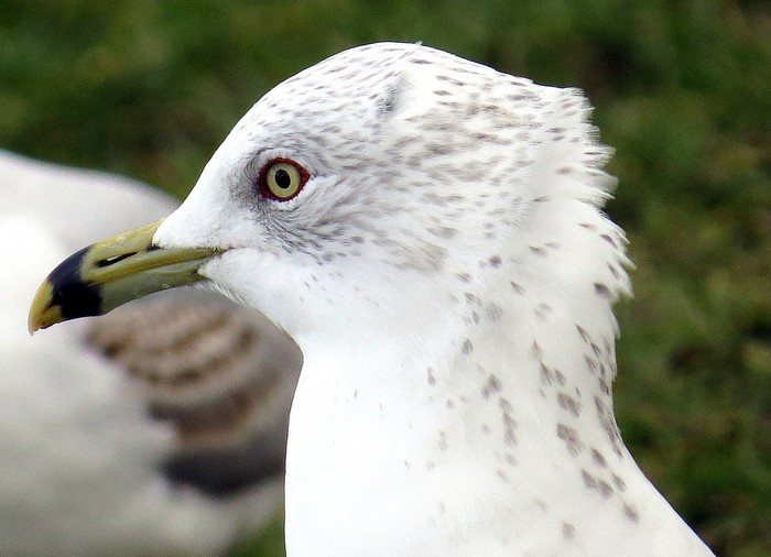 Ring-billed Gull