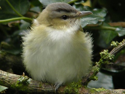 Red-eyed Vireo