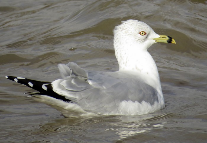 Ring-billed Gull