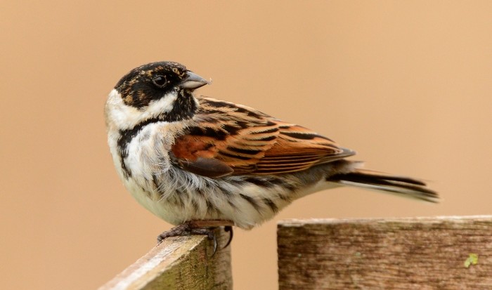 Reed Bunting