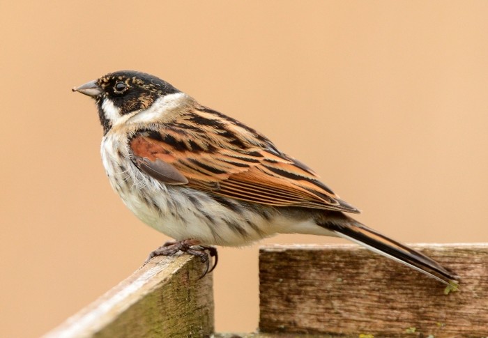 Reed Bunting