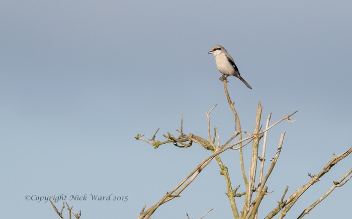 Great Grey Shrike