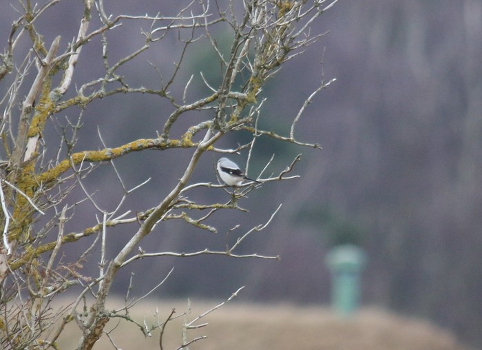 Great Grey Shrike