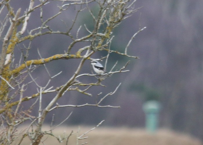 Great Grey Shrike